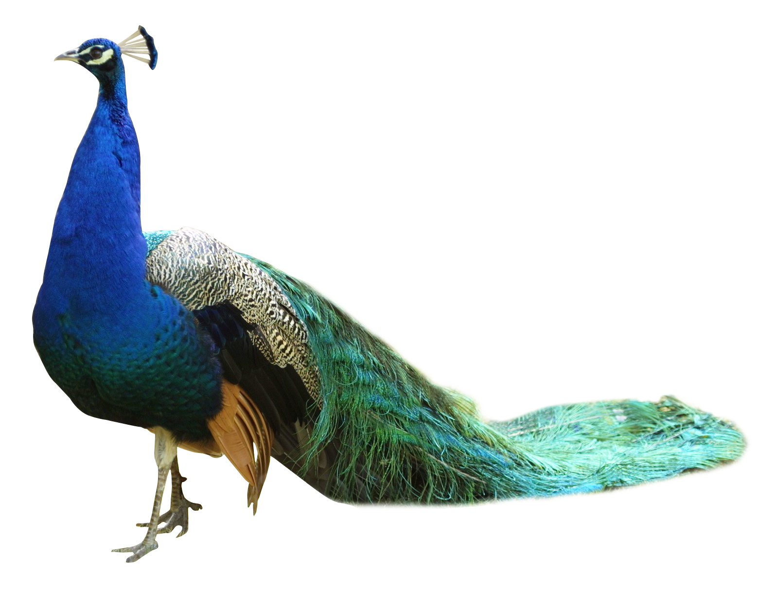 Peacock PNG Picture