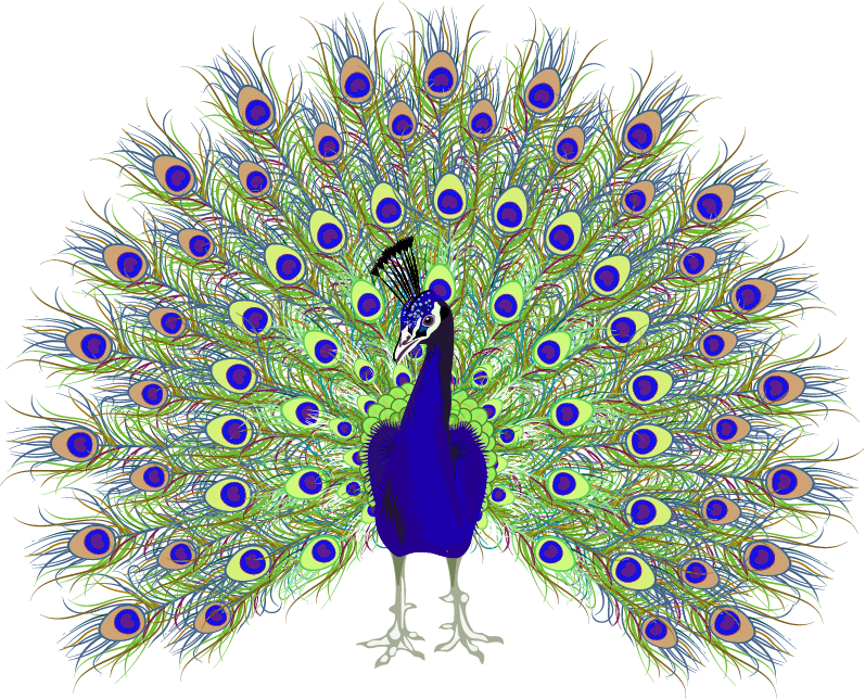Peacock PNG Transparent Image