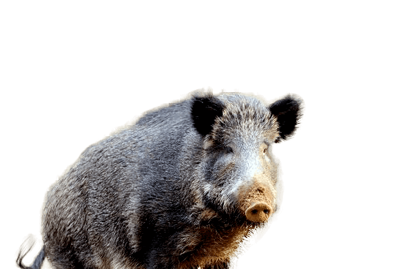 Peccaries PNG Clipart