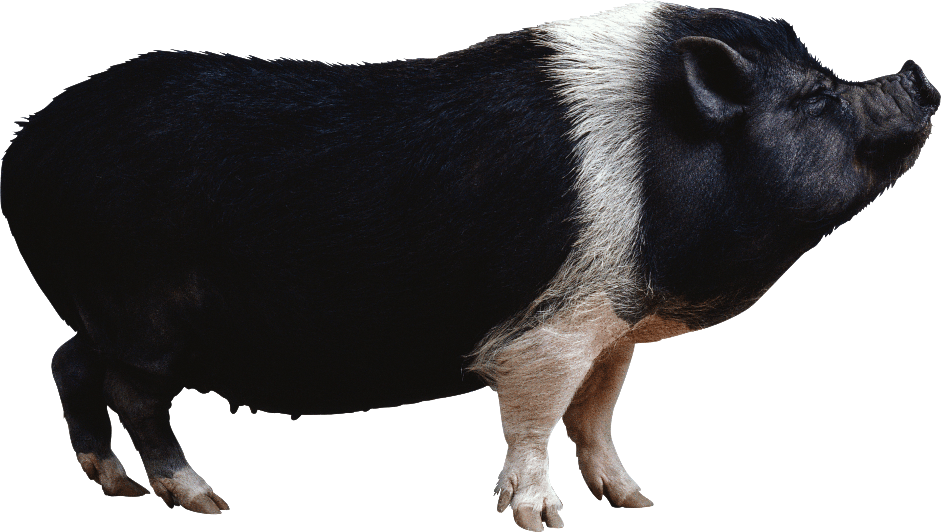 Peccaries PNG Isolated HD