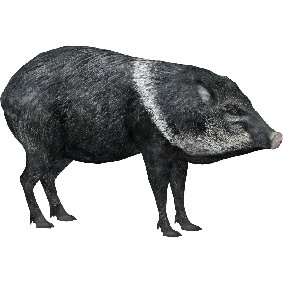 Peccaries PNG Isolated Image