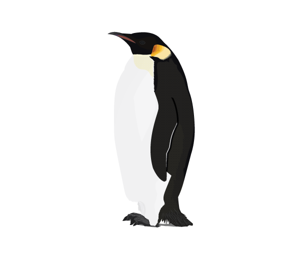 Penguin PNG Free Download