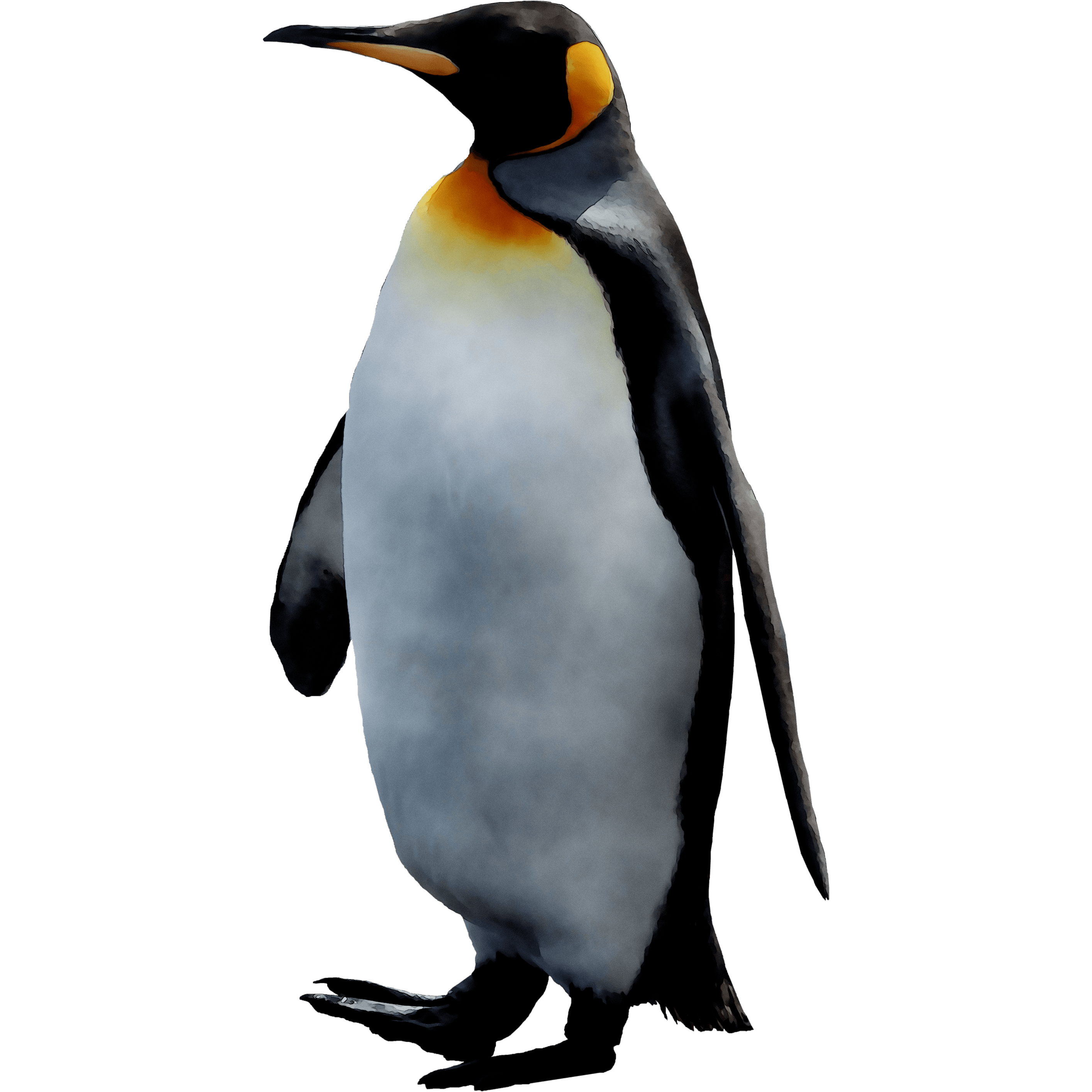 Penguin PNG HD Isolated