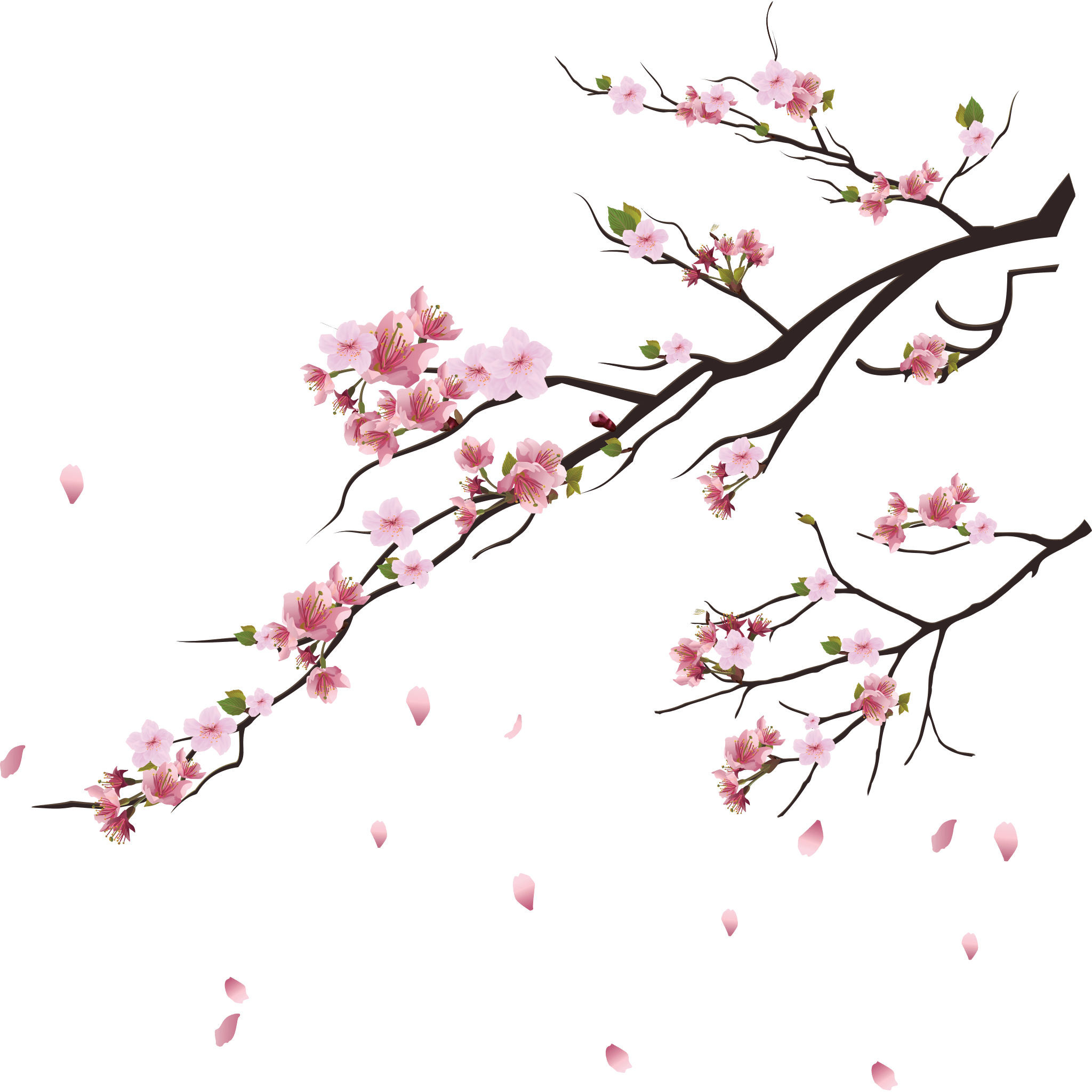Petal Background Isolated PNG