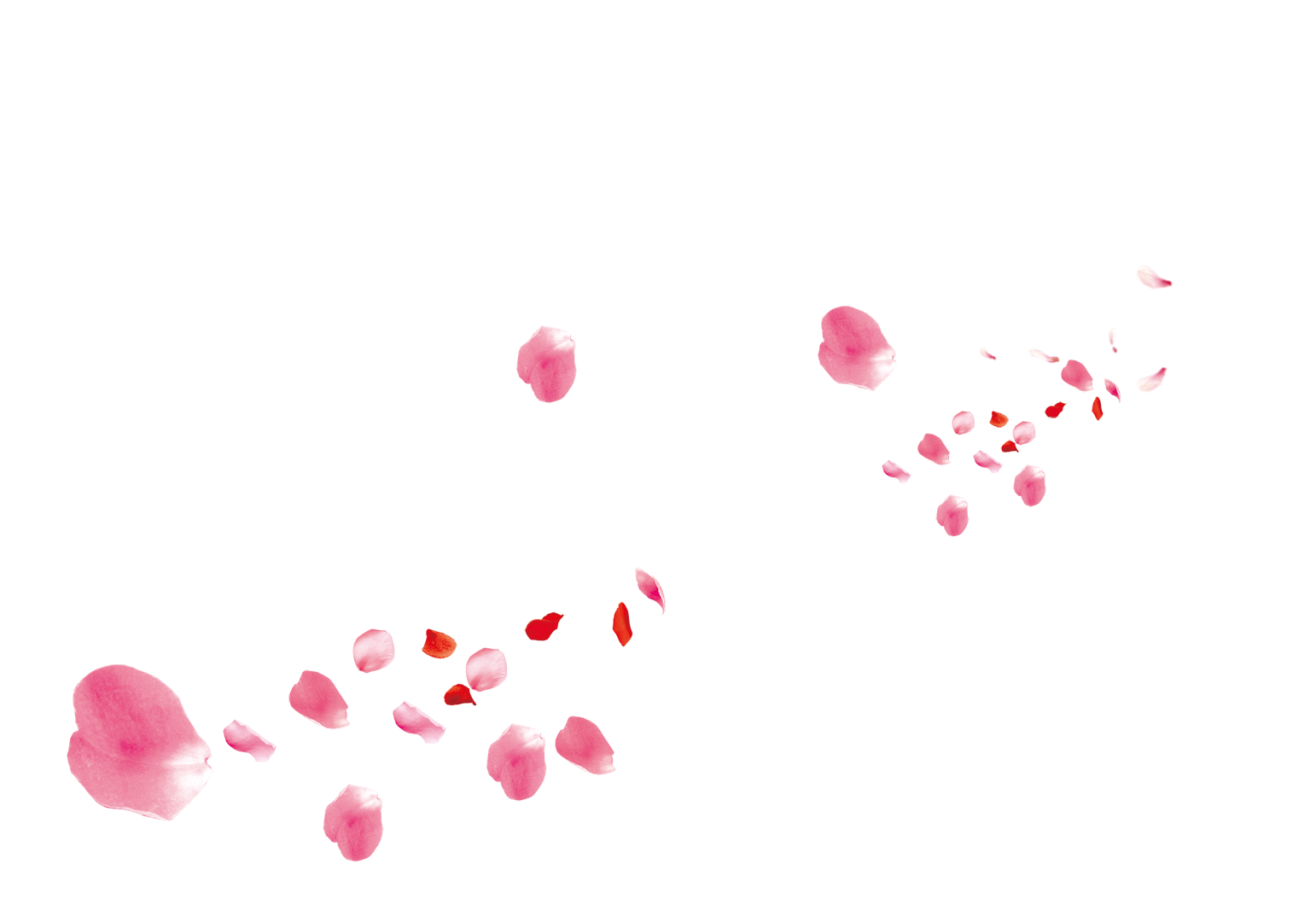 Petal PNG Isolated File