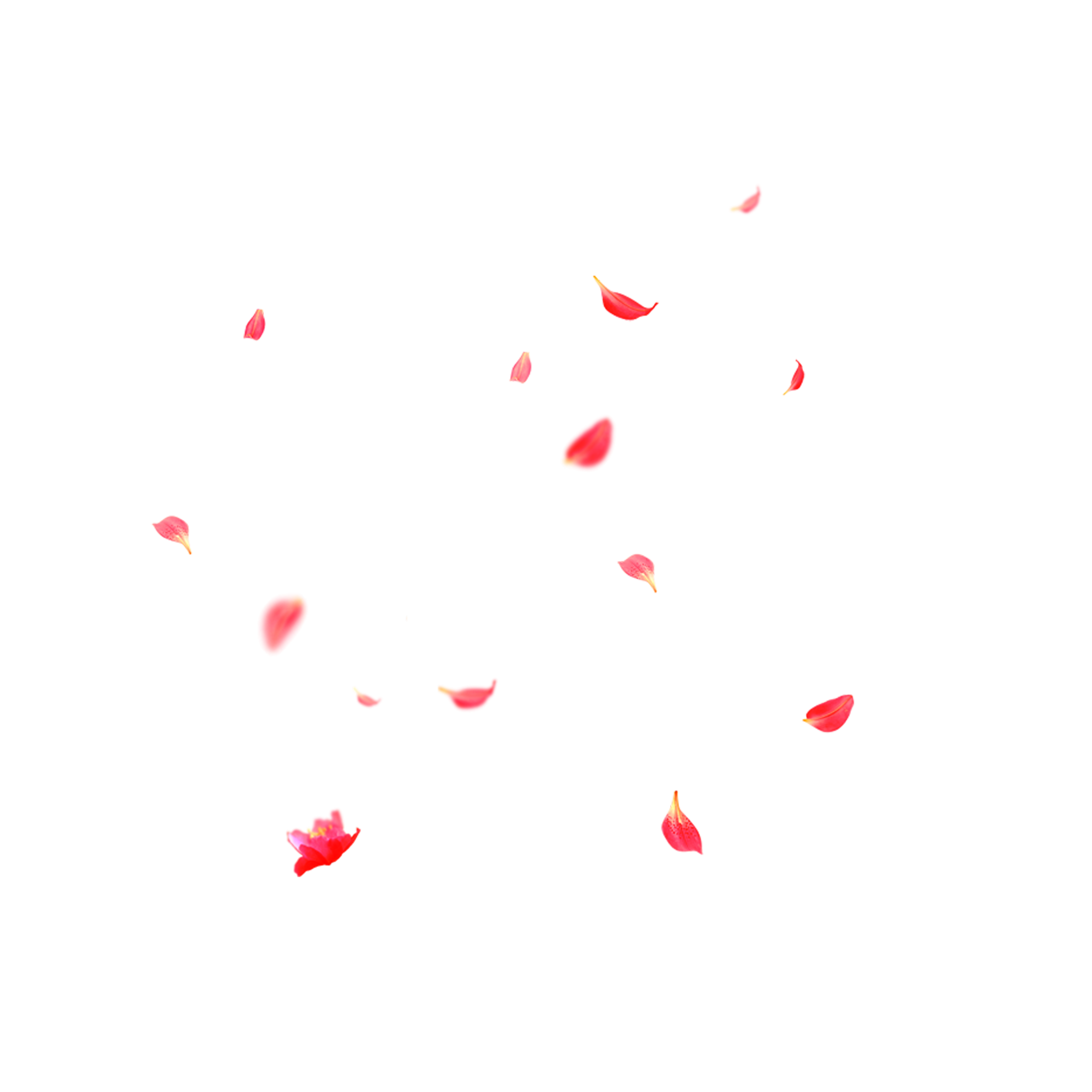 Petal PNG Isolated Free Download