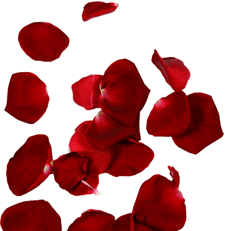 Petal PNG Isolated Photo