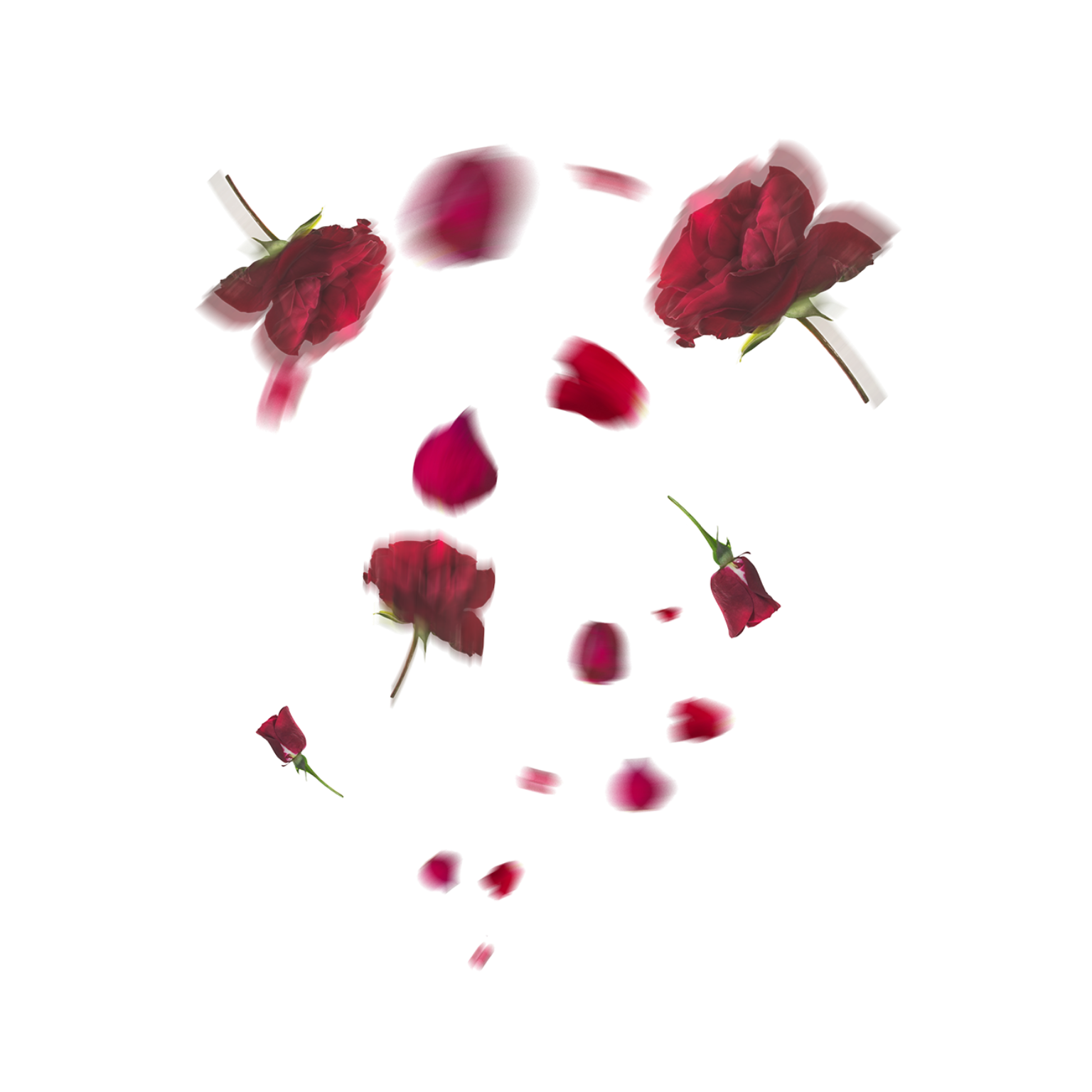 Petal PNG Isolated Photos
