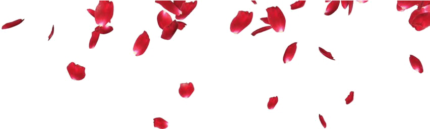Petal PNG Isolated Pic
