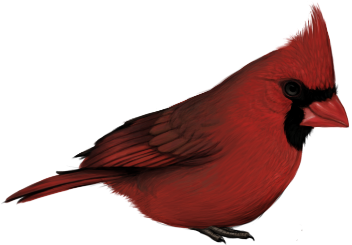 Pied Northern Cardinal PNG Clipart