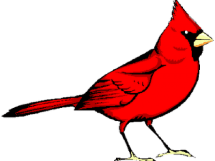 Pied Northern Cardinal PNG HD Isolated
