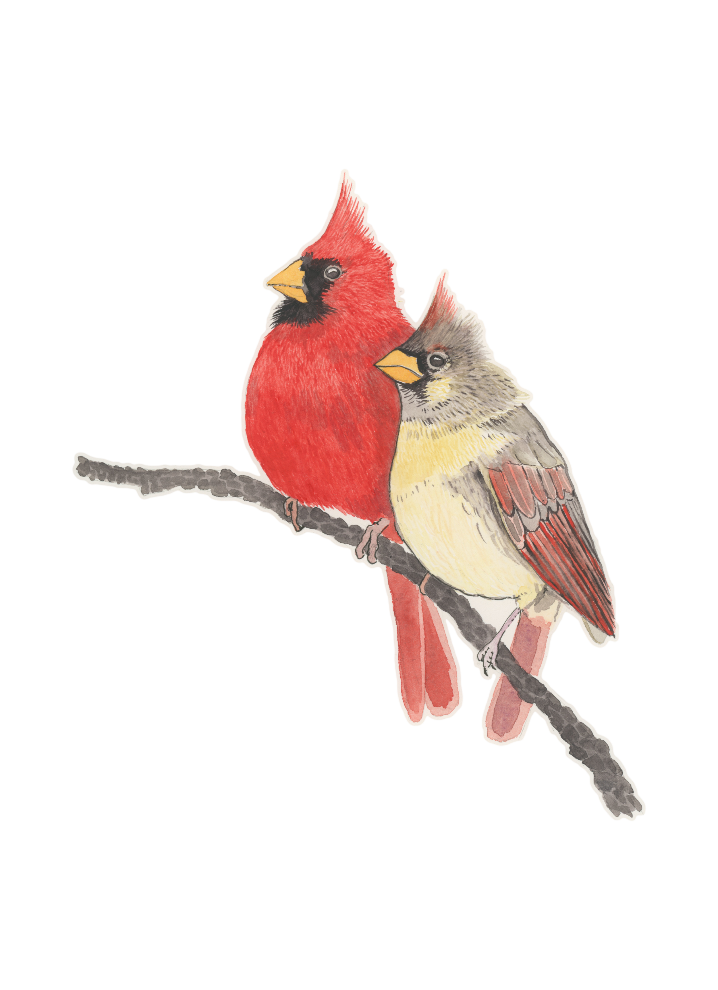 Pied Northern Cardinal PNG Isolated Pic