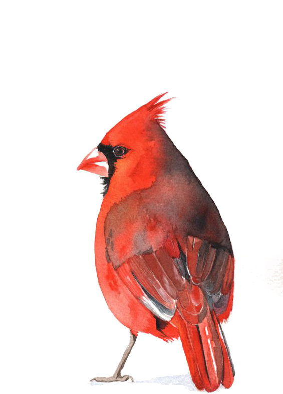 Pied Northern Cardinal PNG Photos