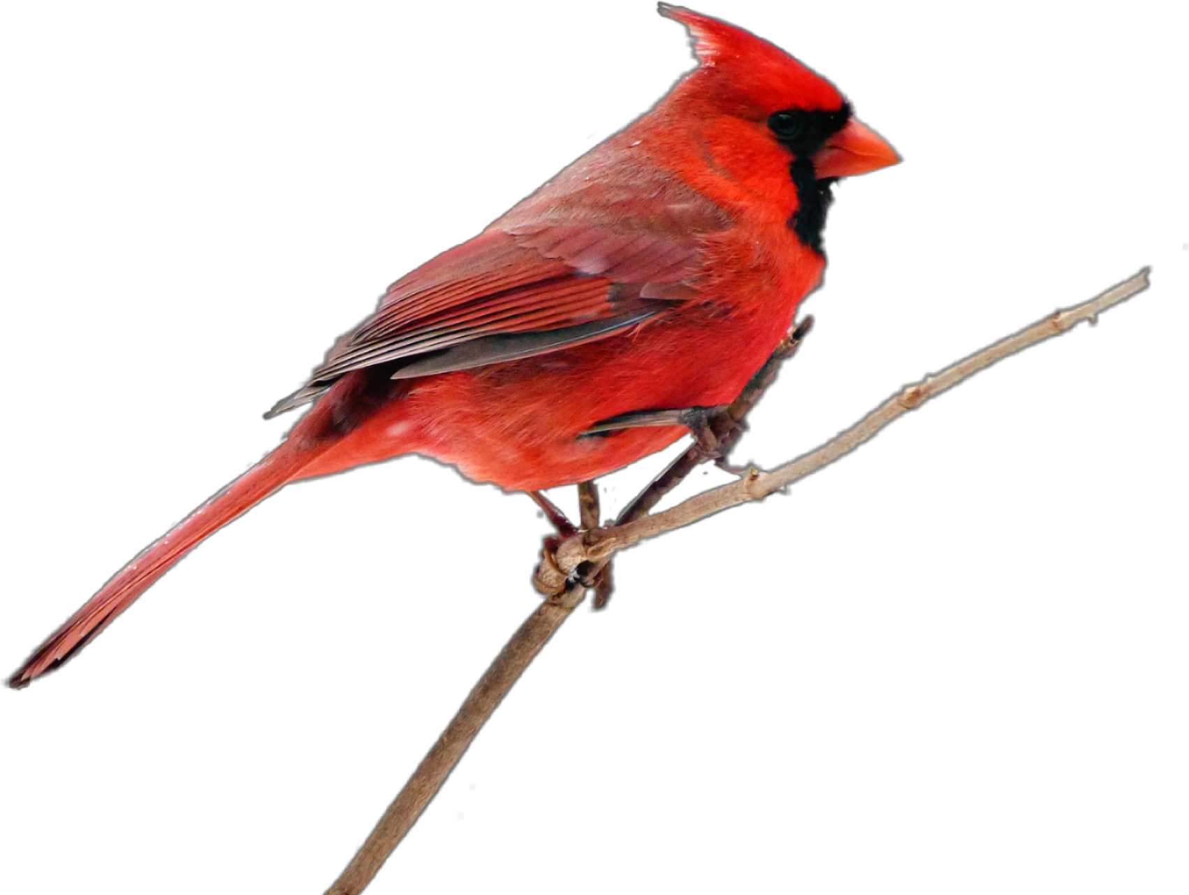Pied Northern Cardinal PNG Picture