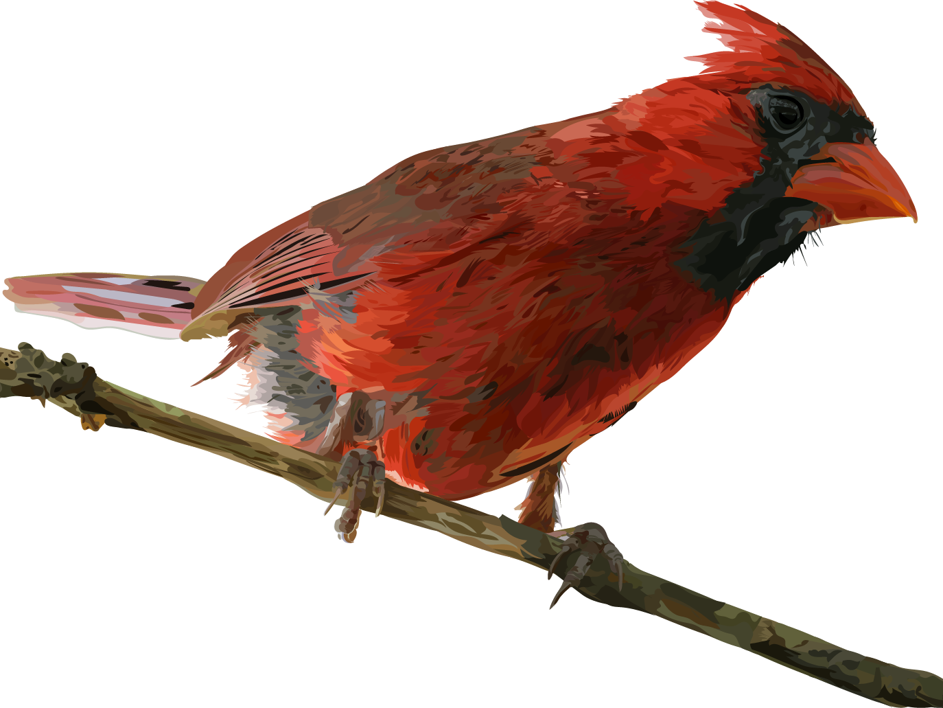Pied Northern Cardinal PNG