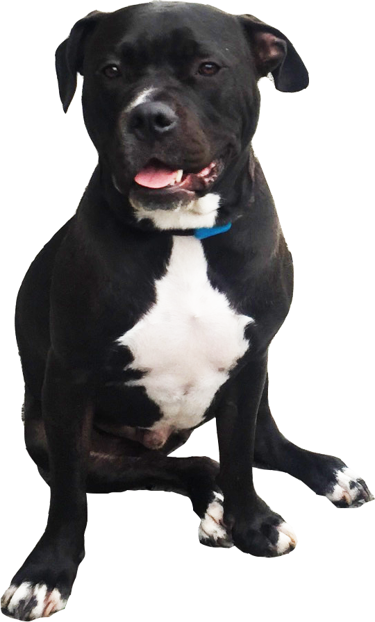 Pit Bulls PNG Picture