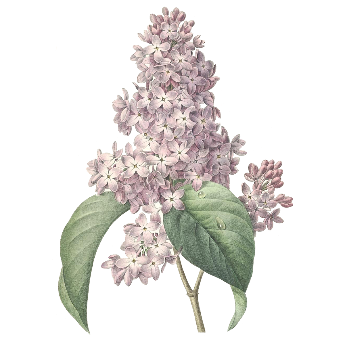 Plant Aesthetic Theme PNG Picture