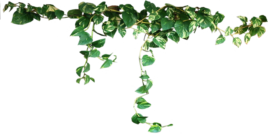 Plant PNG Isolated Image