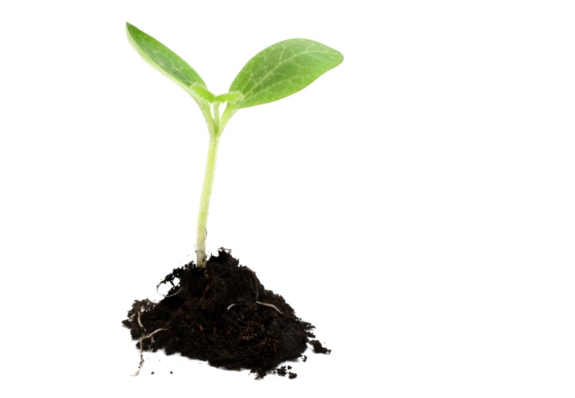 Plant PNG Isolated Photo