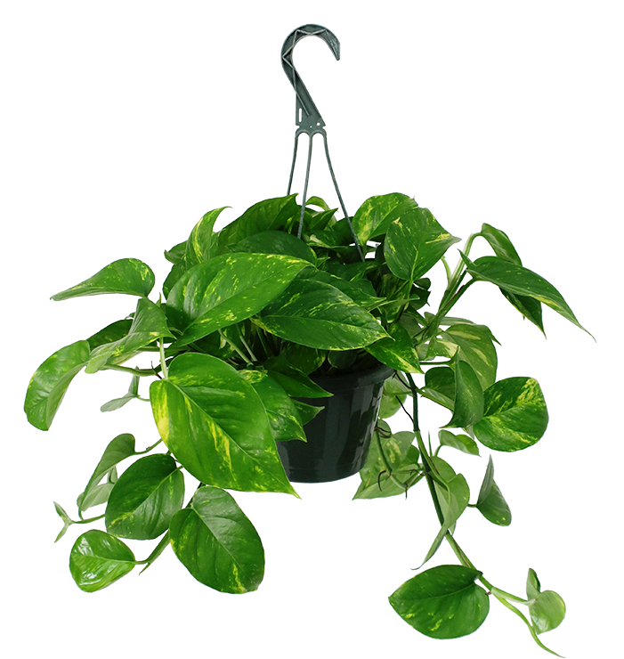 Plant PNG Isolated Pic