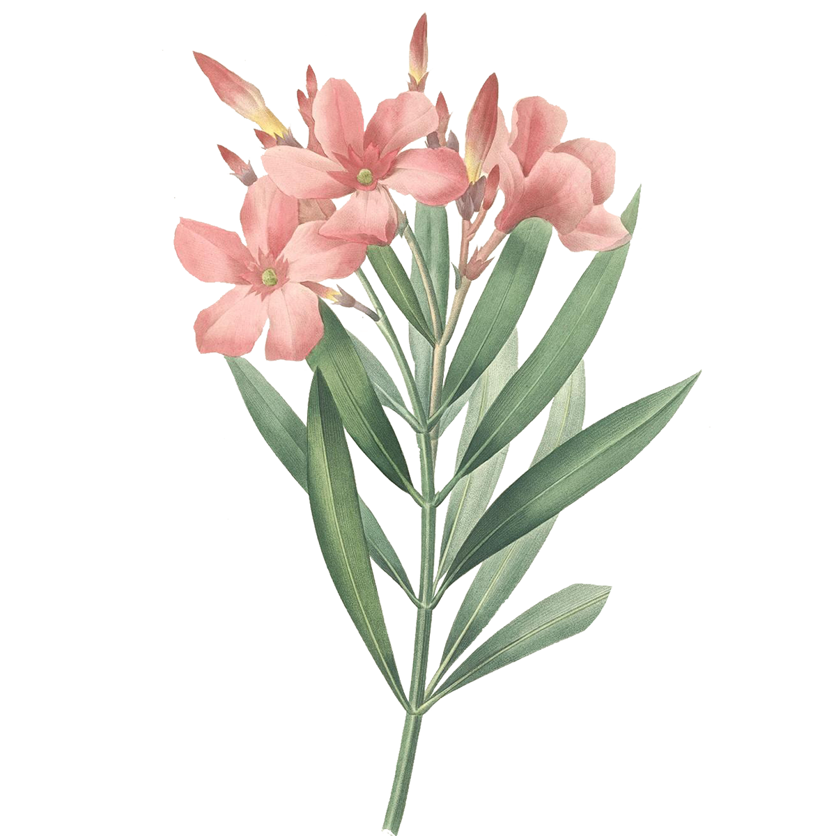 Plant PNG Picture