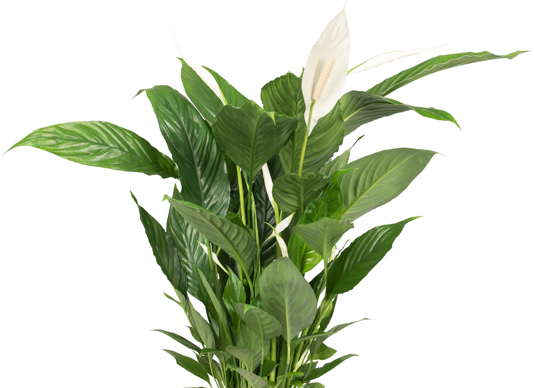 Plant PNG Transparent
