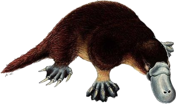 Platypus PNG HD Isolated