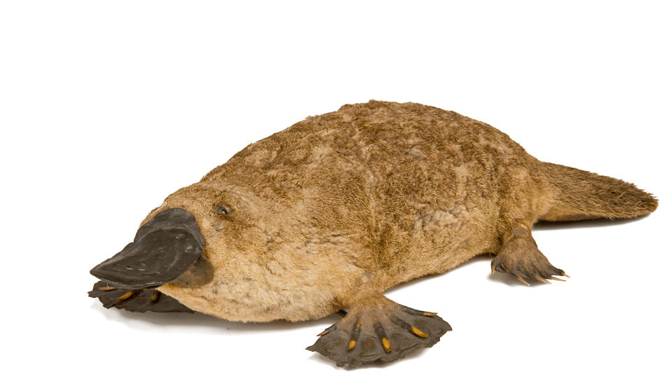 Platypus PNG Image