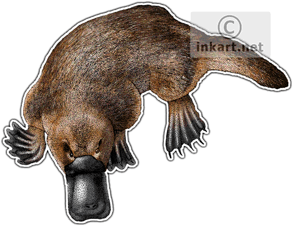 Platypus PNG Isolated File