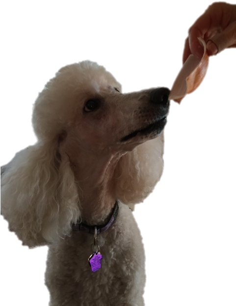 Poodle PNG Isolated File