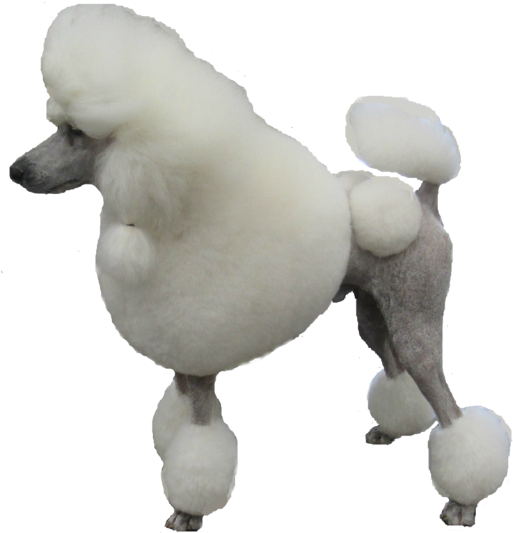 Poodle PNG Isolated Image