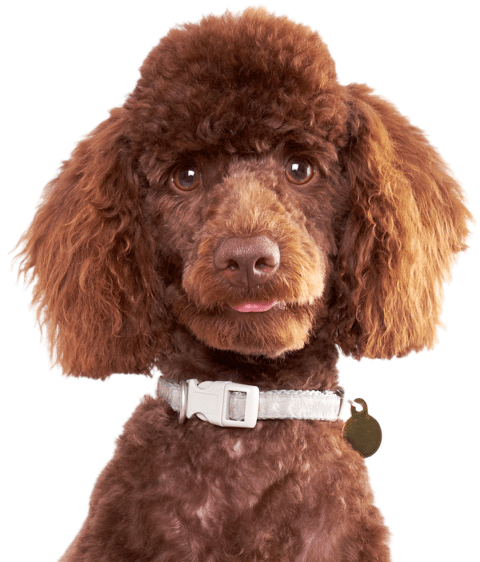 Poodle PNG Isolated Photo