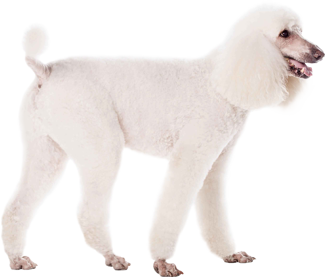 Poodle PNG Isolated Pic