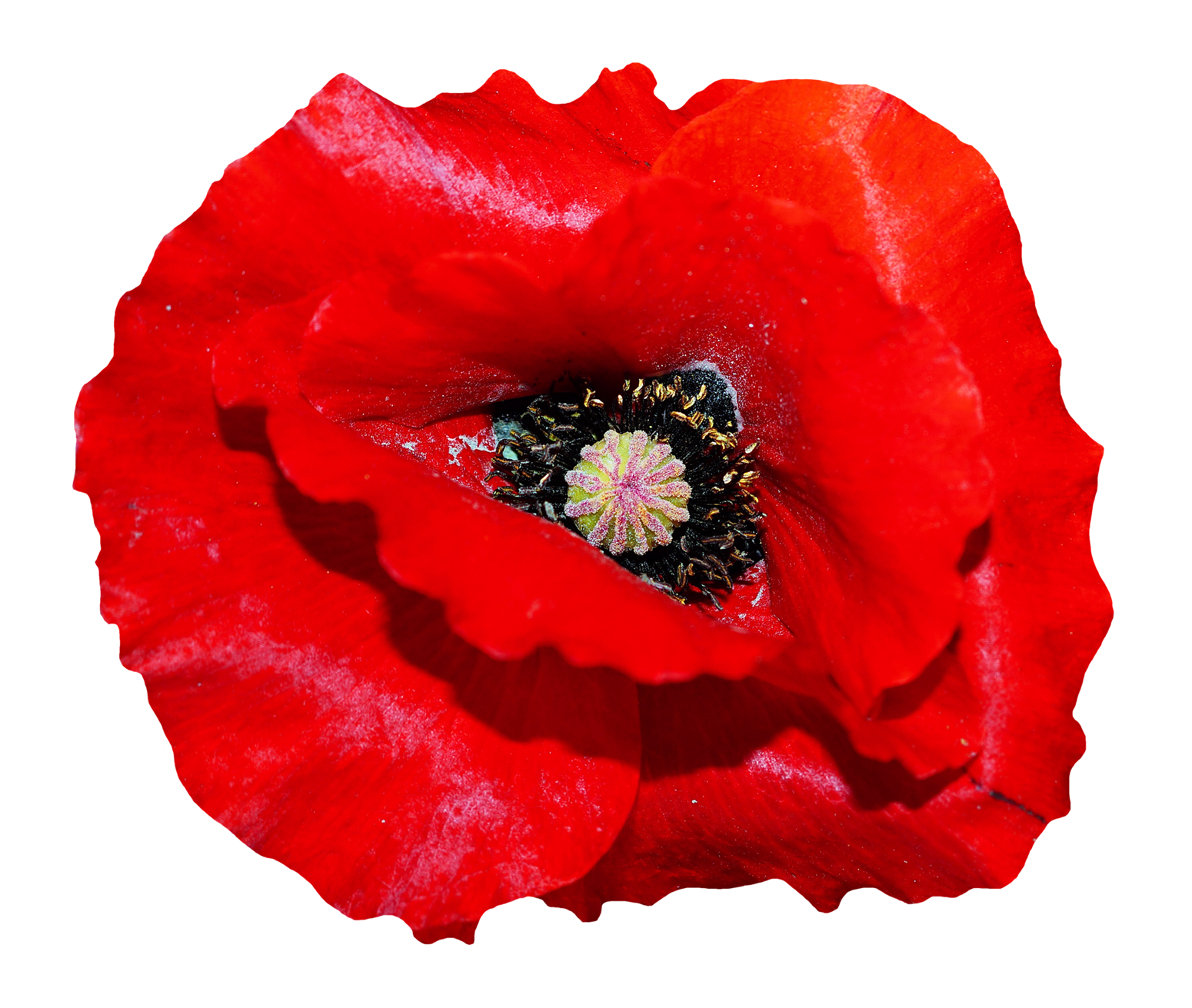 Poppy PNG File