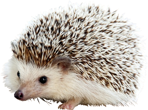 Porcupine PNG Free Download