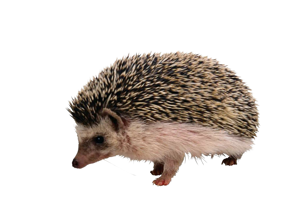 Porcupine PNG Isolated Image