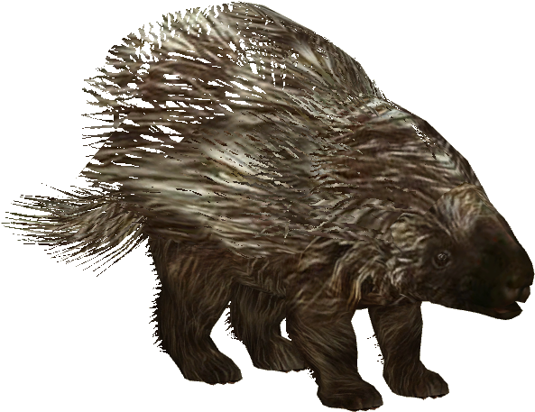 Porcupine PNG Pic