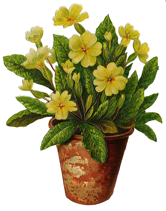 Potted Flowers PNG Clipart