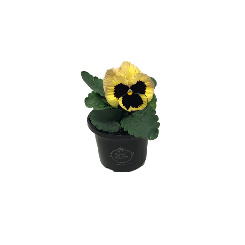 Potted Flowers PNG File