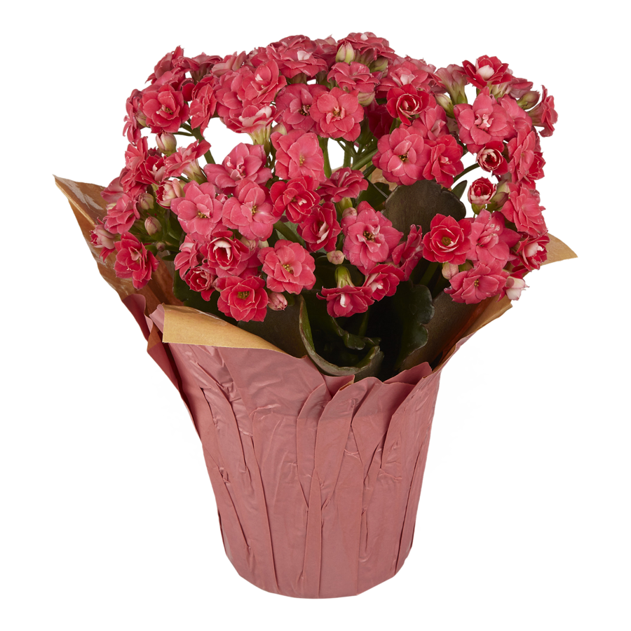 Potted Flowers PNG Free Download