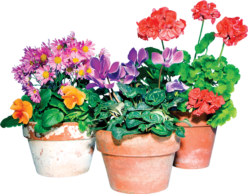 Potted Flowers PNG HD