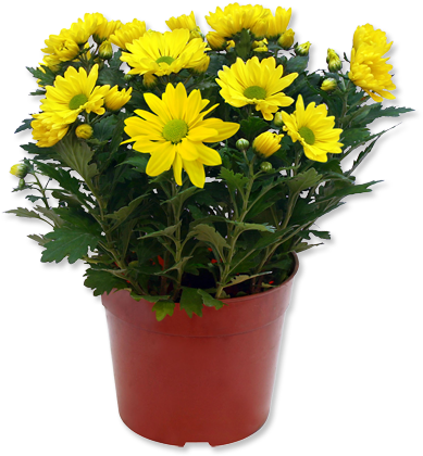 Potted Flowers PNG Image
