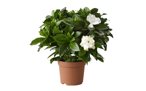 Potted Flowers PNG Isolated HD