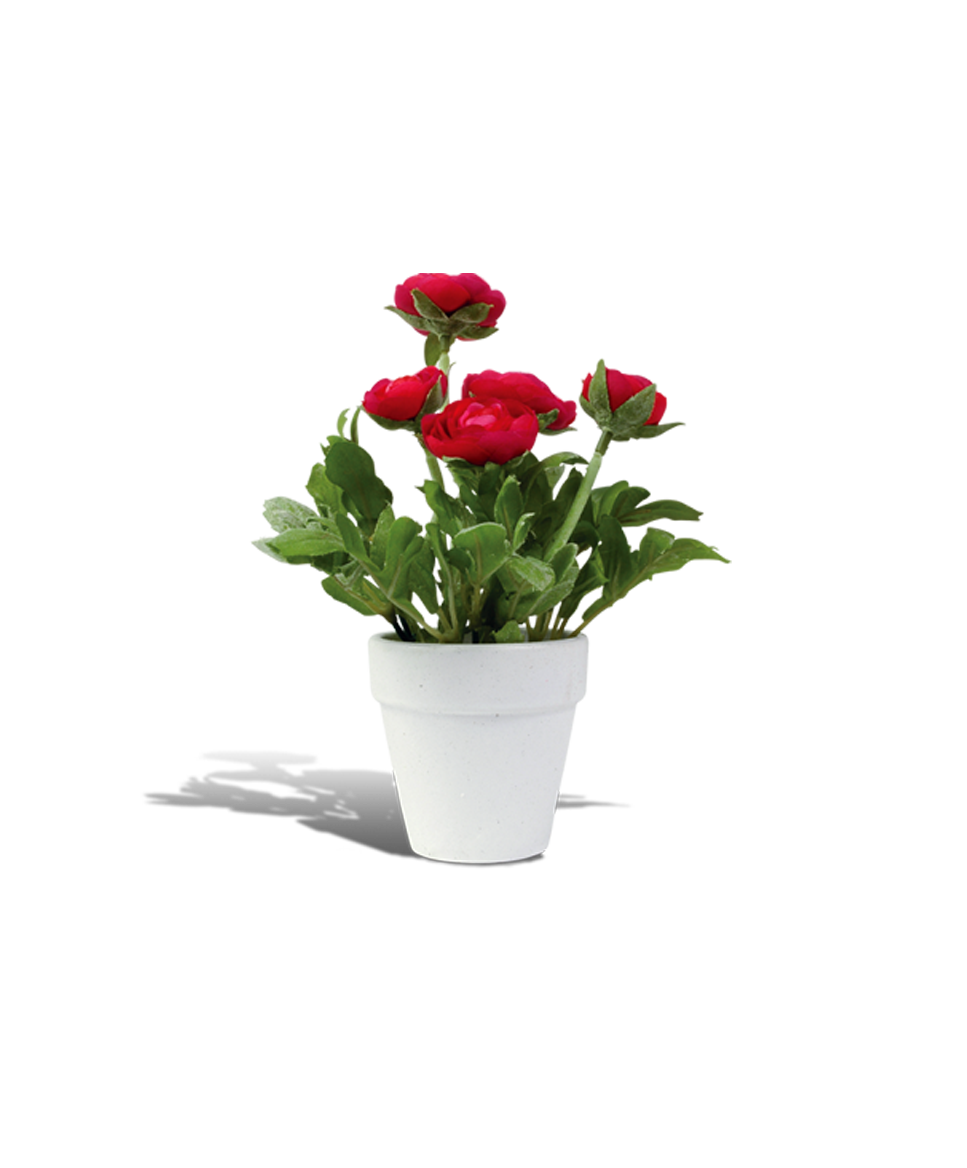 Potted Flowers PNG Photo