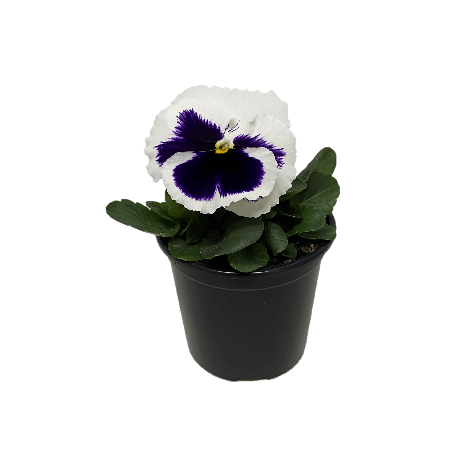 Potted Flowers PNG Pic