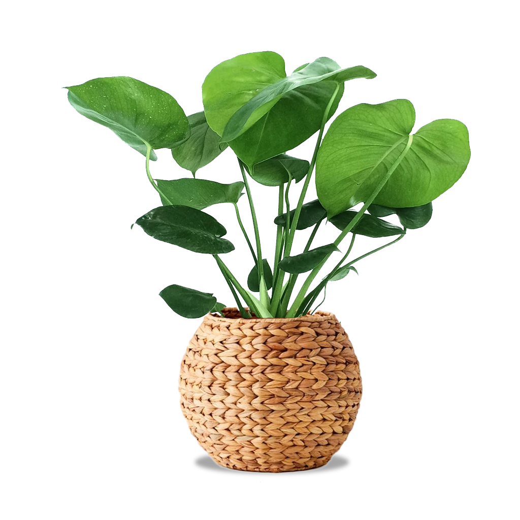 Potted Flowers PNG Transparent