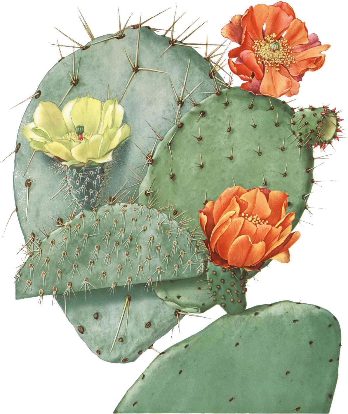 Prickly Pear PNG Picture