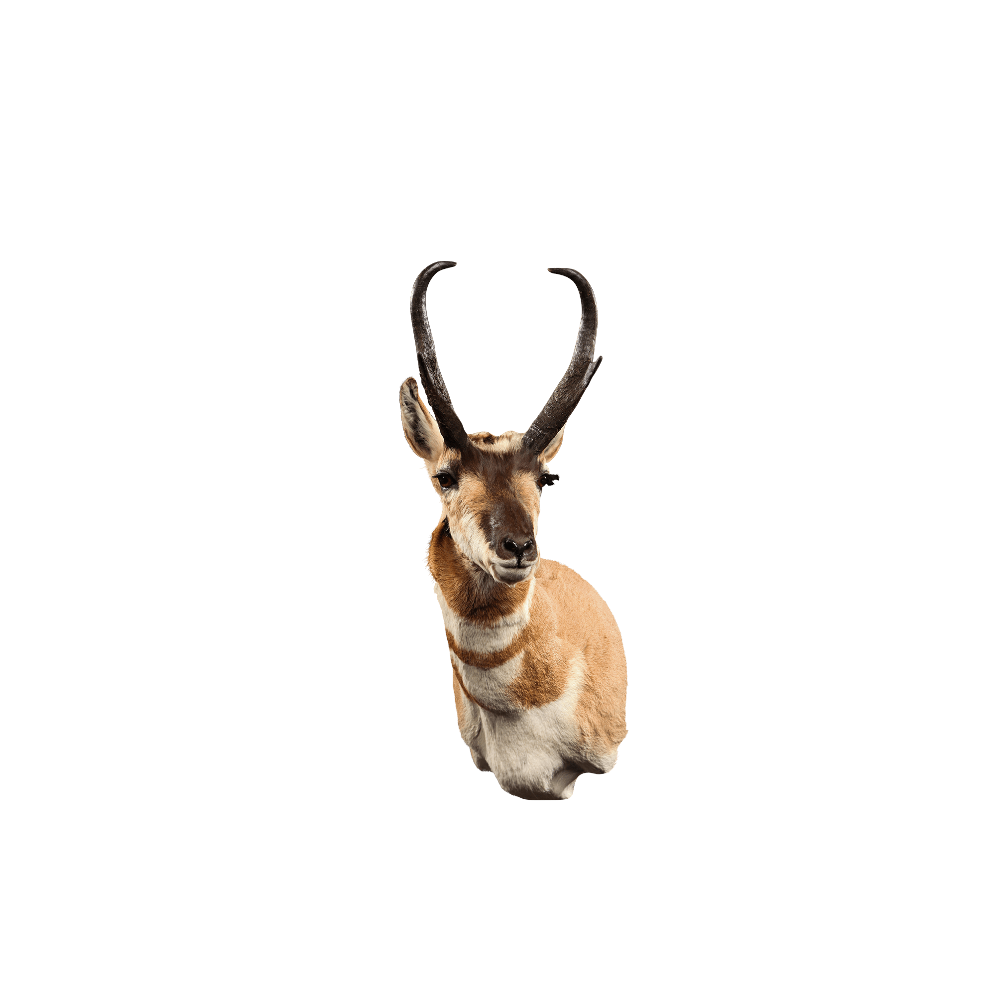 Pronghorn PNG HD