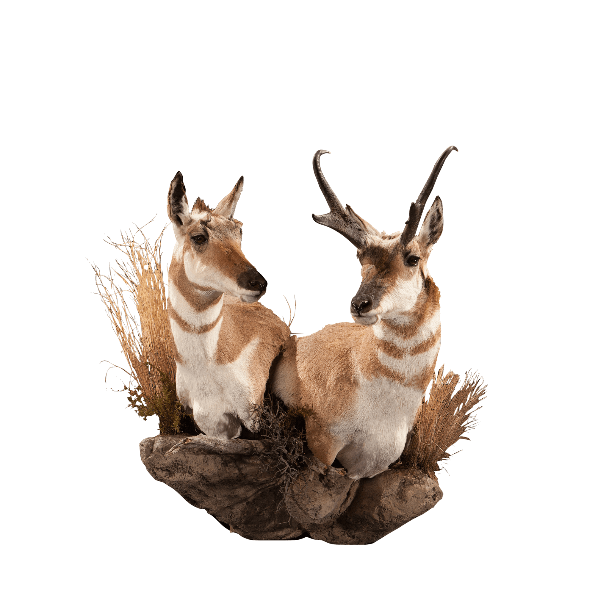 Pronghorn PNG Isolated Photo