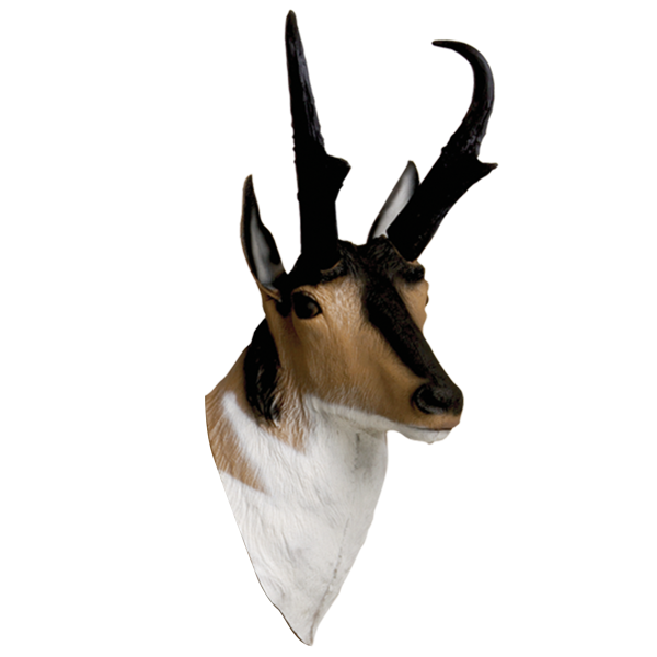 Pronghorn PNG Isolated Pic